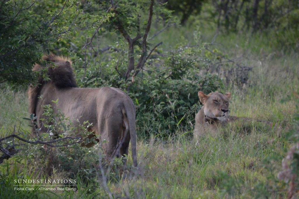 trilogy-lions-mating