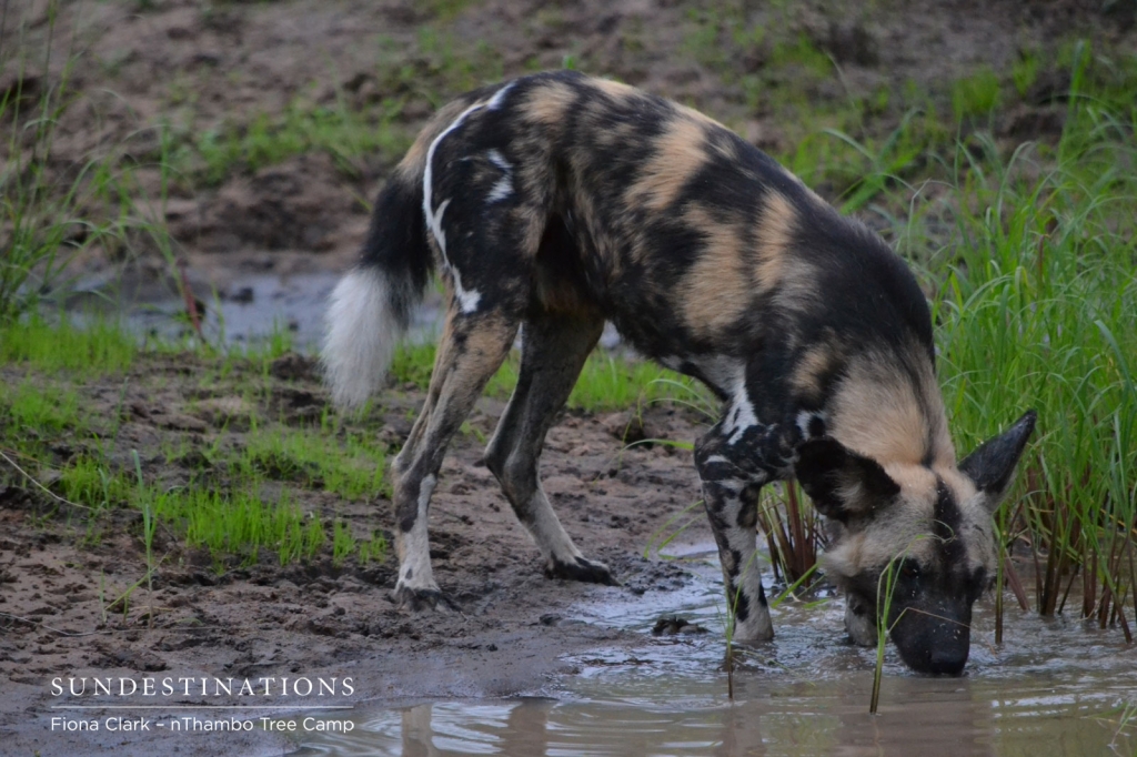 wild-dog