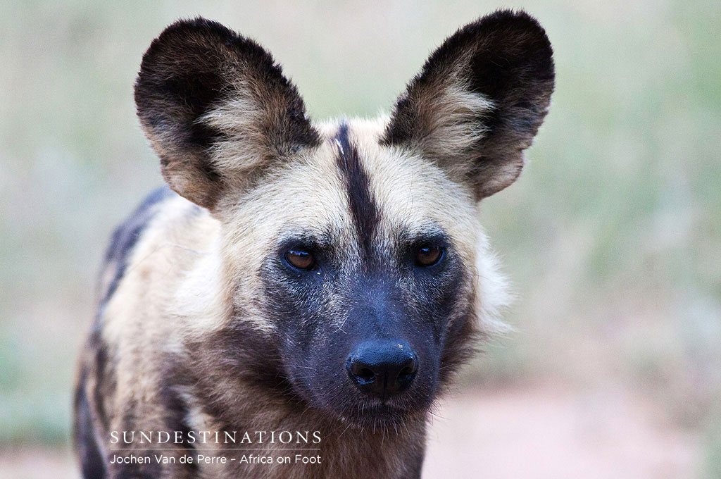 The wild dogs returned, always a welcome sighting by guides and guests alike