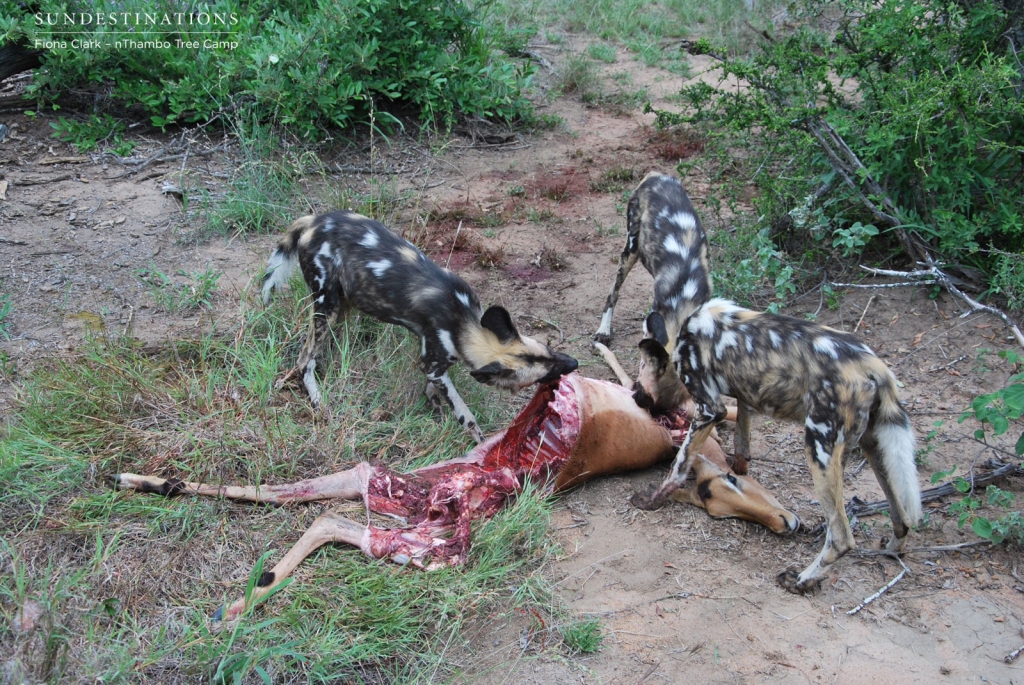 wild-dog-kill