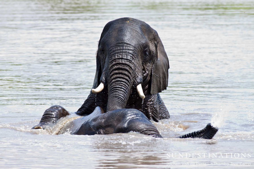 Elephants had a bit of a fight in one of our dams