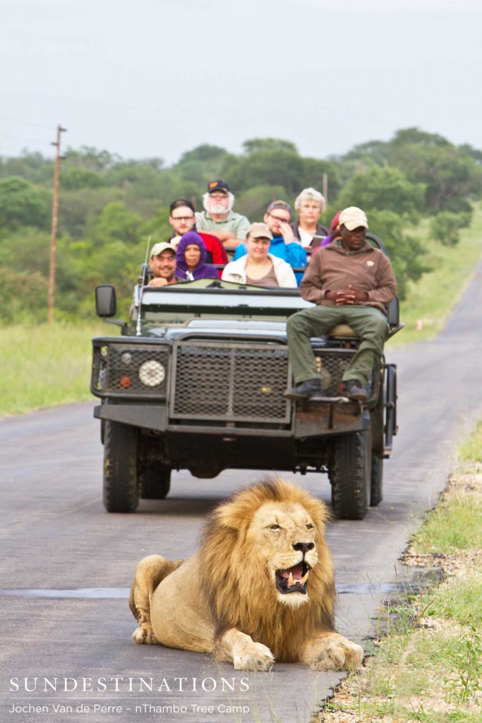 We’ve also seen our three big male lions “The Trilogy” multiple times