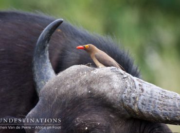 With Kevin and Chloe on their way to Botswana, and Jochen and Mira being based in the Klaserie, this week we focus on Africa on Foot and nThambo Tree Camp.