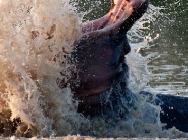 t was one of those perfect days in the Klaserie Private Nature Reserve. Come to think of it, most days on safari are nothing short of perfect. But today, something unusual happened. Jochen and the team witnessed quite a flamboyant display from a territorial hippo defending his dam. These displays of animal behaviour are always […]