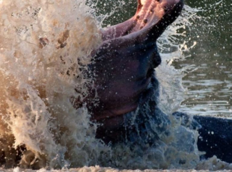 Hippo Vs Buffalo At Klaserie Dam. Large And In Charge !