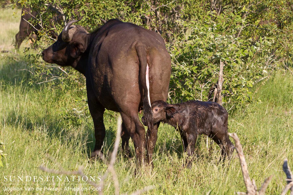 BuffaloBirthKlaserie