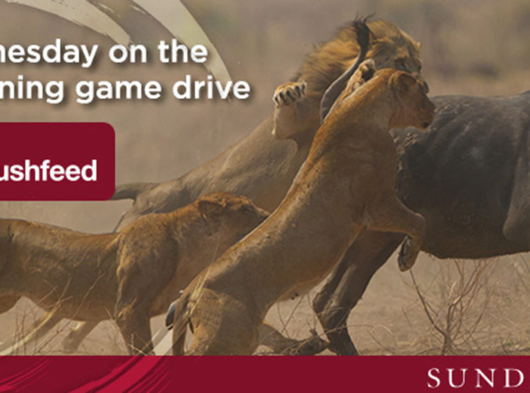 #livebushfeed: Join us for a real time safari on Wednesdays