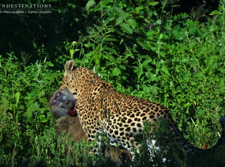 Witnessing A Leopard Kill At Camp Linyanti