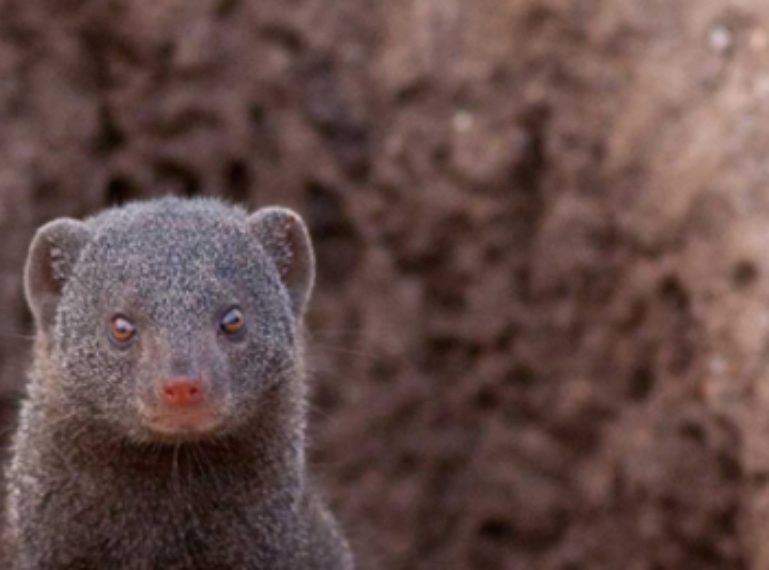 Week In Pictures: Kruger’s Klaserie Vs Botswana’s Okavango Delta