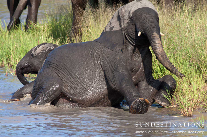 Elephantbathing