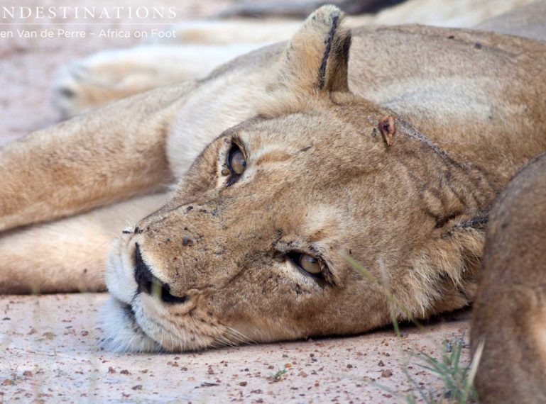 Trilogy Lions: The Boys Are Back In Town