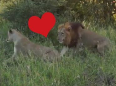 Ladies. Gentlemen. All and sundry. This is a sweet video about how true love can overcome obstacles – just in time for Valentine’s day. Love, chemical attraction and obsession are three factors present in both the human and animal world. This video proves just that. Watch how this “Jaydee” lioness overcame obstacles to get to […]