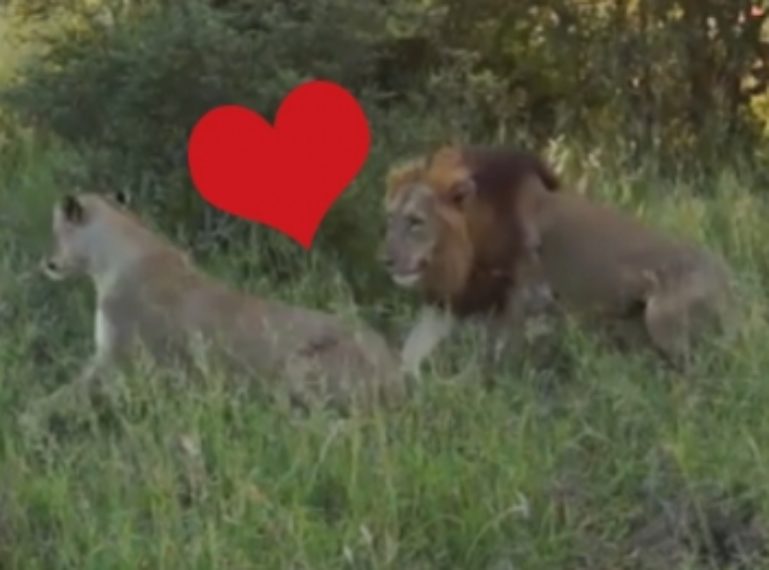 Klaserie Love Story: Two Lions Show Us How Love Can Overcome Obstacles