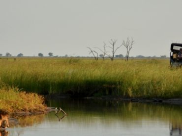 This week Kevlo have returned from Camp Savuti, located in the Savuti marsh in Chobe National Park. Kevin managed to capture an incredible shot of a male lion quenching his thirst in one of the channels. The Savuti is alive with predator activity and the area is renown for being home to lions that kill […]