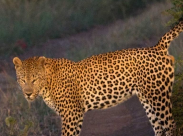 Meet Maxabeni, Umkumbe’s Dominant Male Leopard