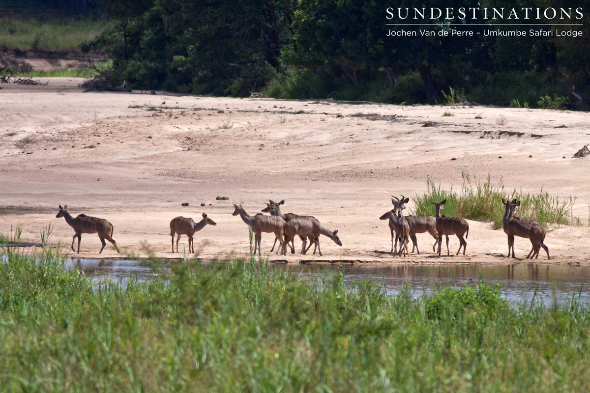 View from your lodge at Umkumbe Safari Lodge - the Sand River