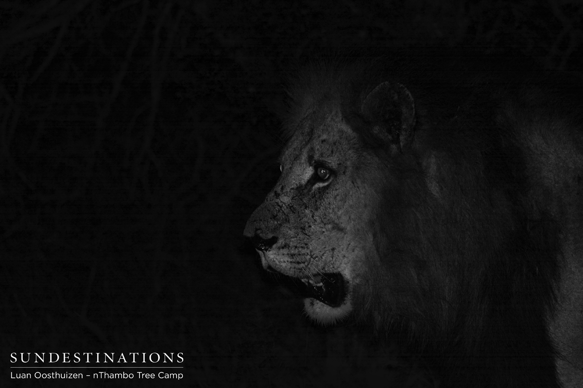 One of the Trilogy Males from the lions in the Klaserie Private Nature Reserve