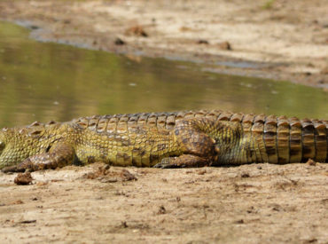 Sightings this week in the Klaserie Private Nature Reserve proved to be an interesting mix of big cats, crocodiles and babies. It’s not often we get to capture a crocodile on camera. But here we have this incredible Nile crocodile basking in the sun in all its splendour. Being ectothermic (they rely on the environment’s […]