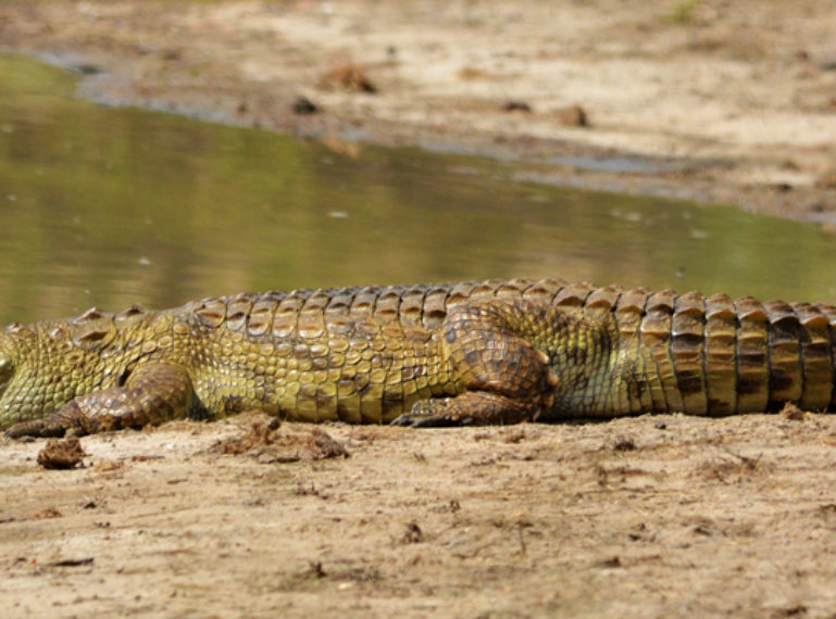 Week in Pictures: Big Cats, Crocodiles and Babies