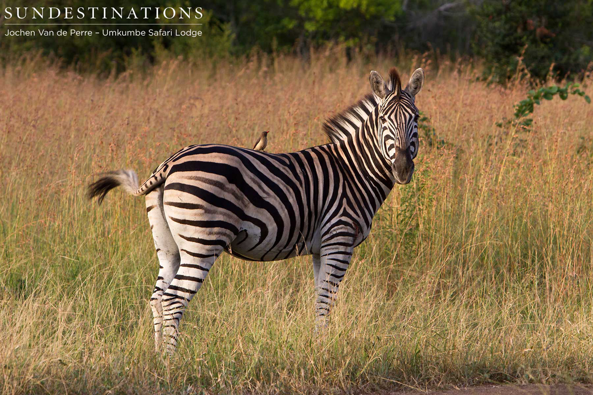 Zebra spotted surveying the landscape