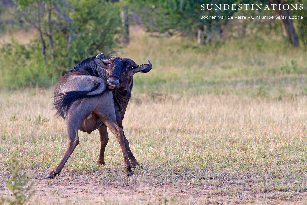 Wildebeest in a compromising position