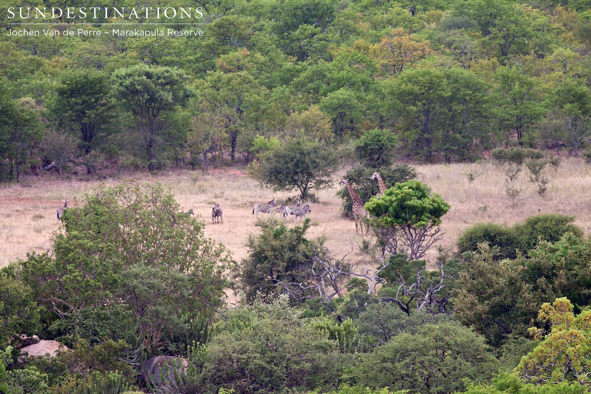 Giraffe and zebra living in harmony in Marakapula Reserve, Kruger