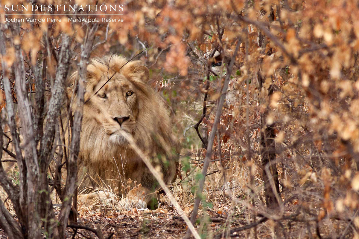 Male Lion in the Thicket at Marakapula Reserve, Kruger