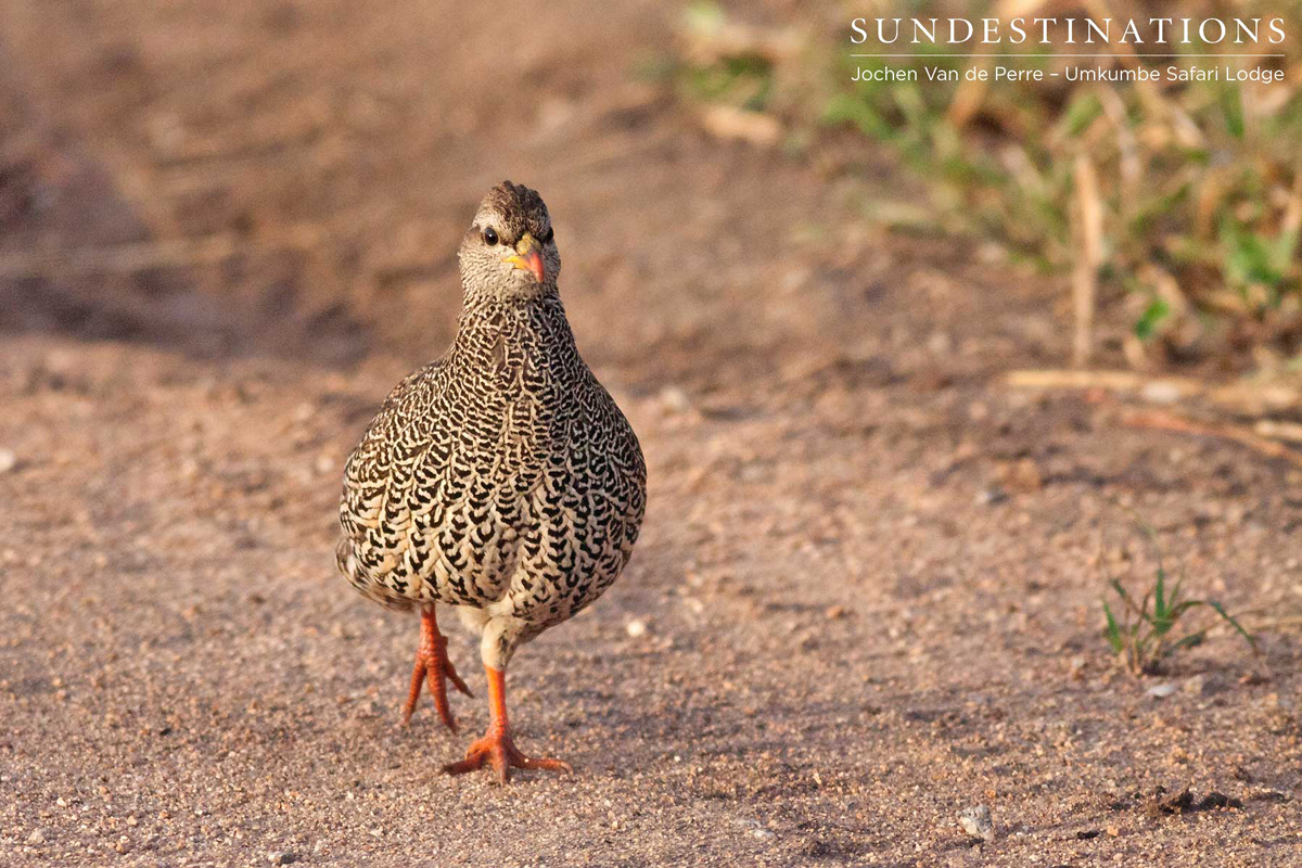 Crested francolin wandering down the road