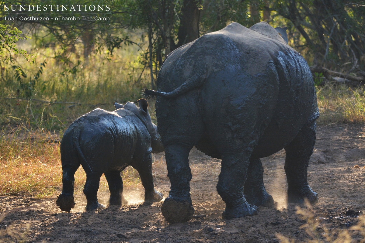 An incredible shot of a rhino calf and its mother