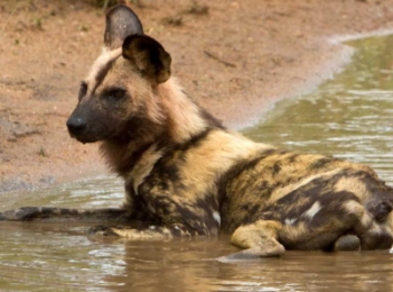 Wild Dogs For Africa ! A Week Of Mayhem !