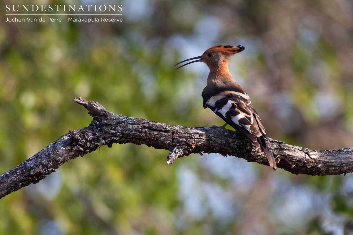 African hoopoe poses on a branch