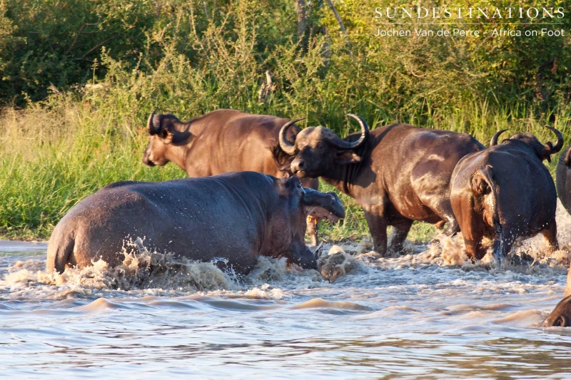 Hippo Vs Buffalo At Klaserie Dam. Large And In Charge
