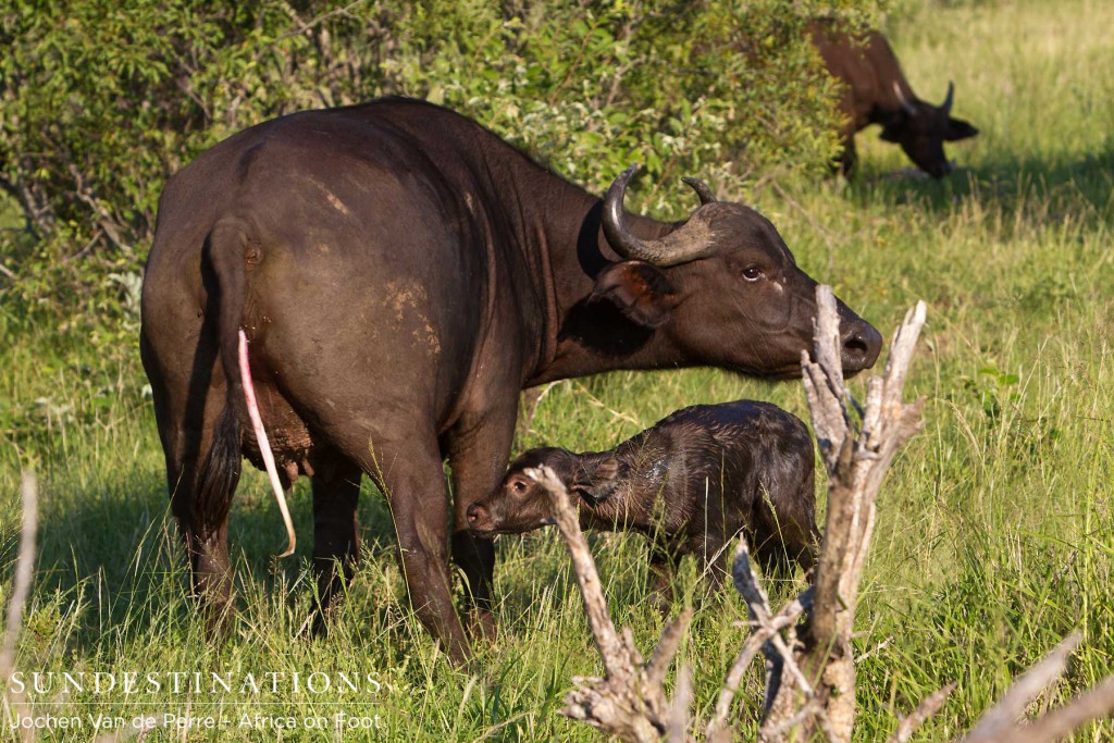 buffalobirthklaserie2