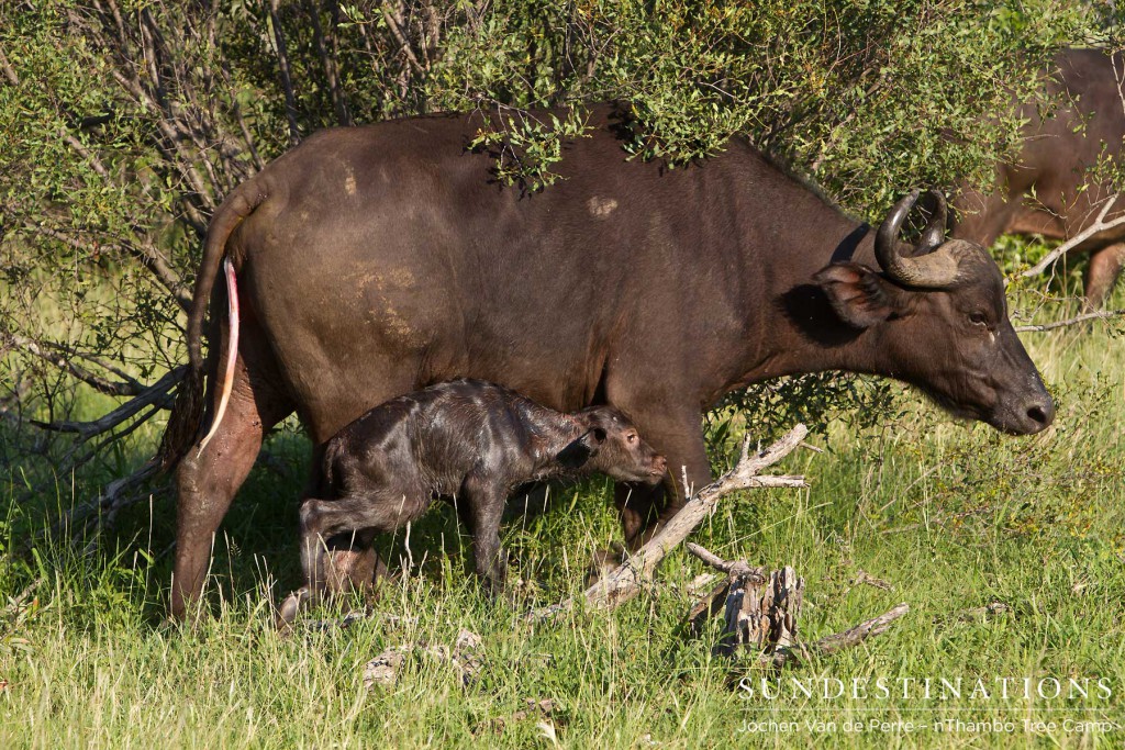 buffalobirthklaserie3