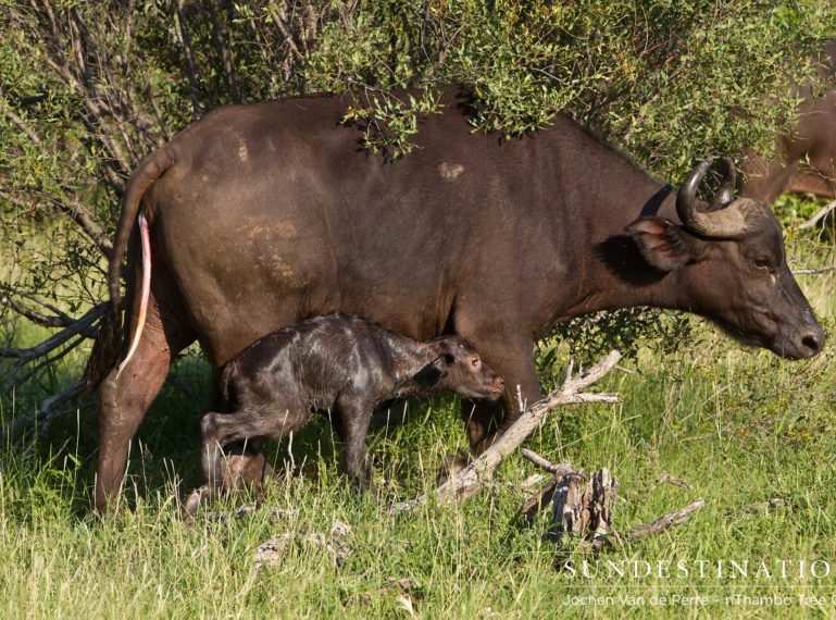 We Captured A Buffalo Birth On Camera