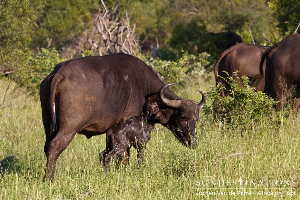 buffalobirthklaserie4