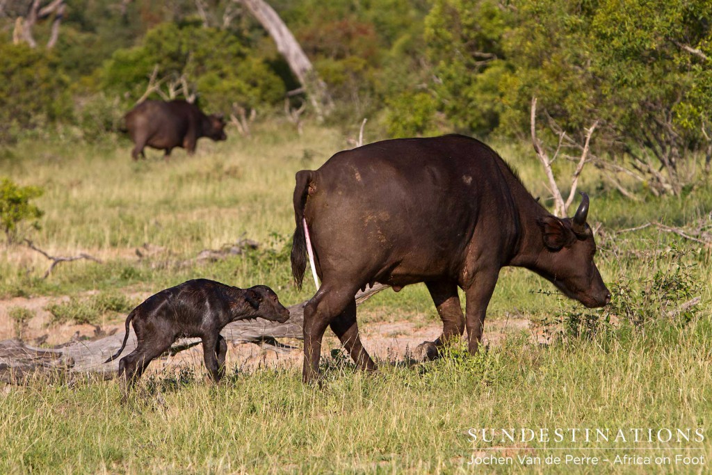 buffalobirthklaserie5