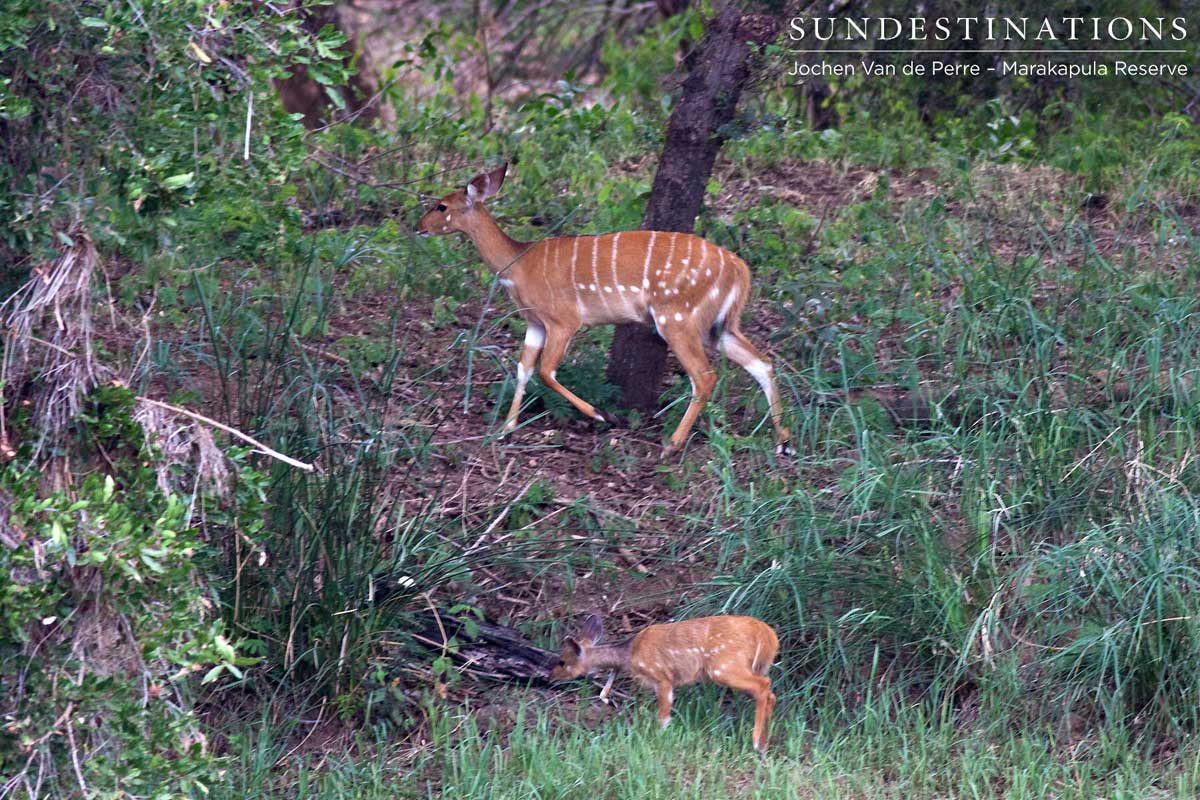 Bushbuck mother and baby spotted in the Marakapula Reserve