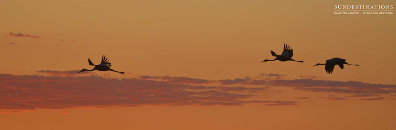 cranes-sunset-afrikaecco