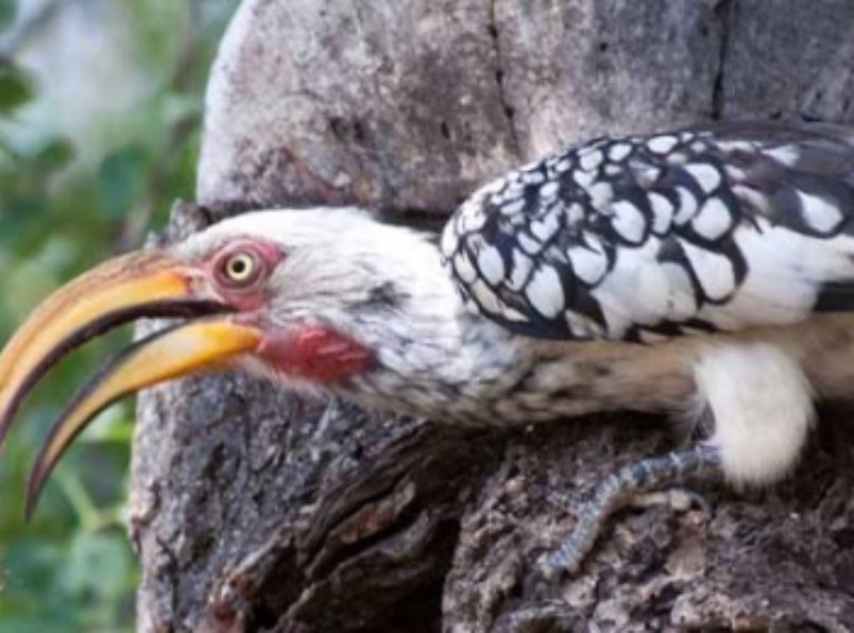 Video: The Flight Of The Hornbill – Baby Bird Leaves The Nest