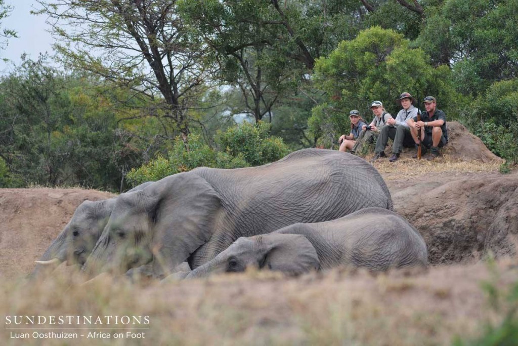 Close encounter with elephants at Africa on Foot