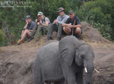 Our guests enjoyed an unforgettable elephant sighting the other day when their morning walk turned into one very close encounter with Africa’s largest land mammal. A herd of elephants was spotted about 300m away, and under ranger Greg’s expert leadership, they managed to sit down and enjoy watching the elephants drink and play at the waterhole…getting […]