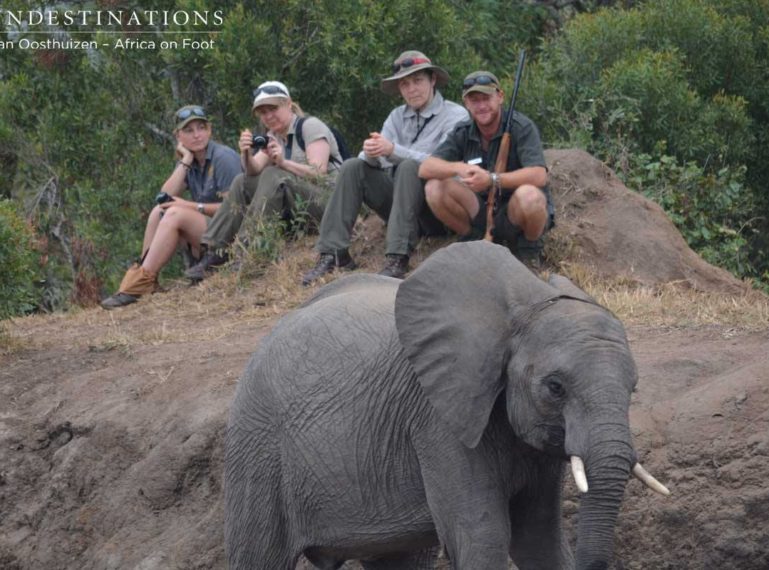 Up close and personal at Africa on Foot