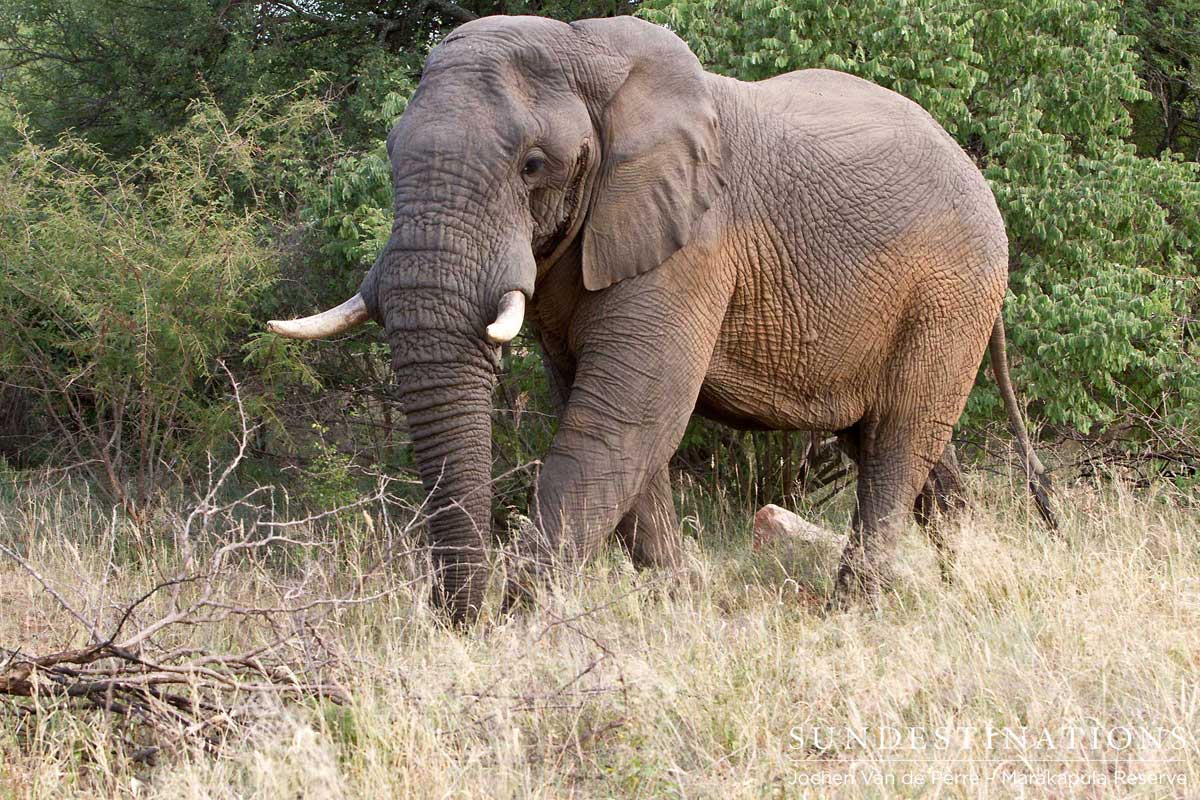 Big elephant bull showing evidence of a dust bath