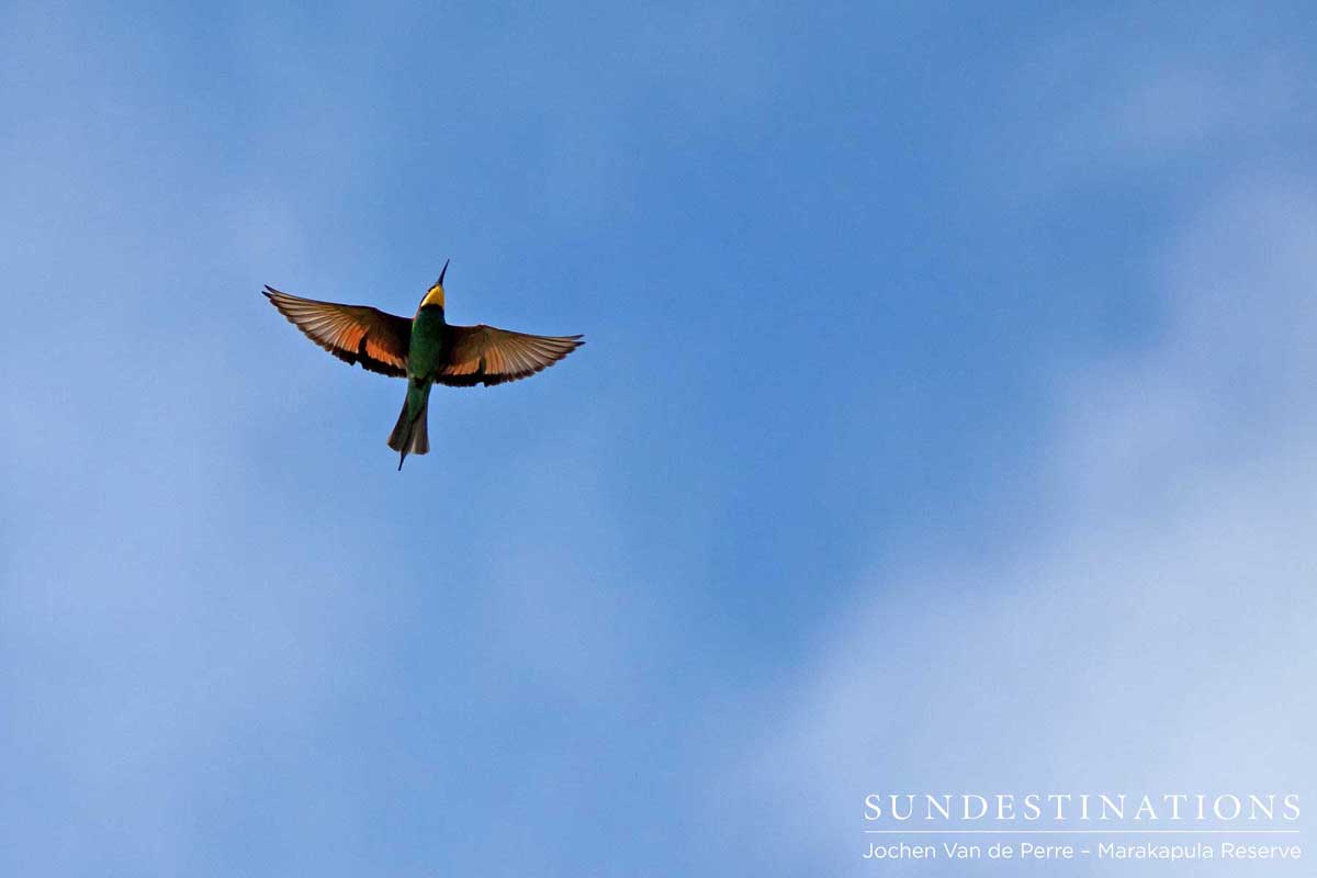 A European bee-eater in flight
