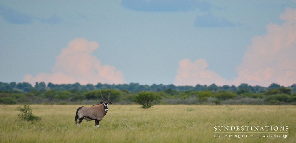 gemsbok-web-1024x494