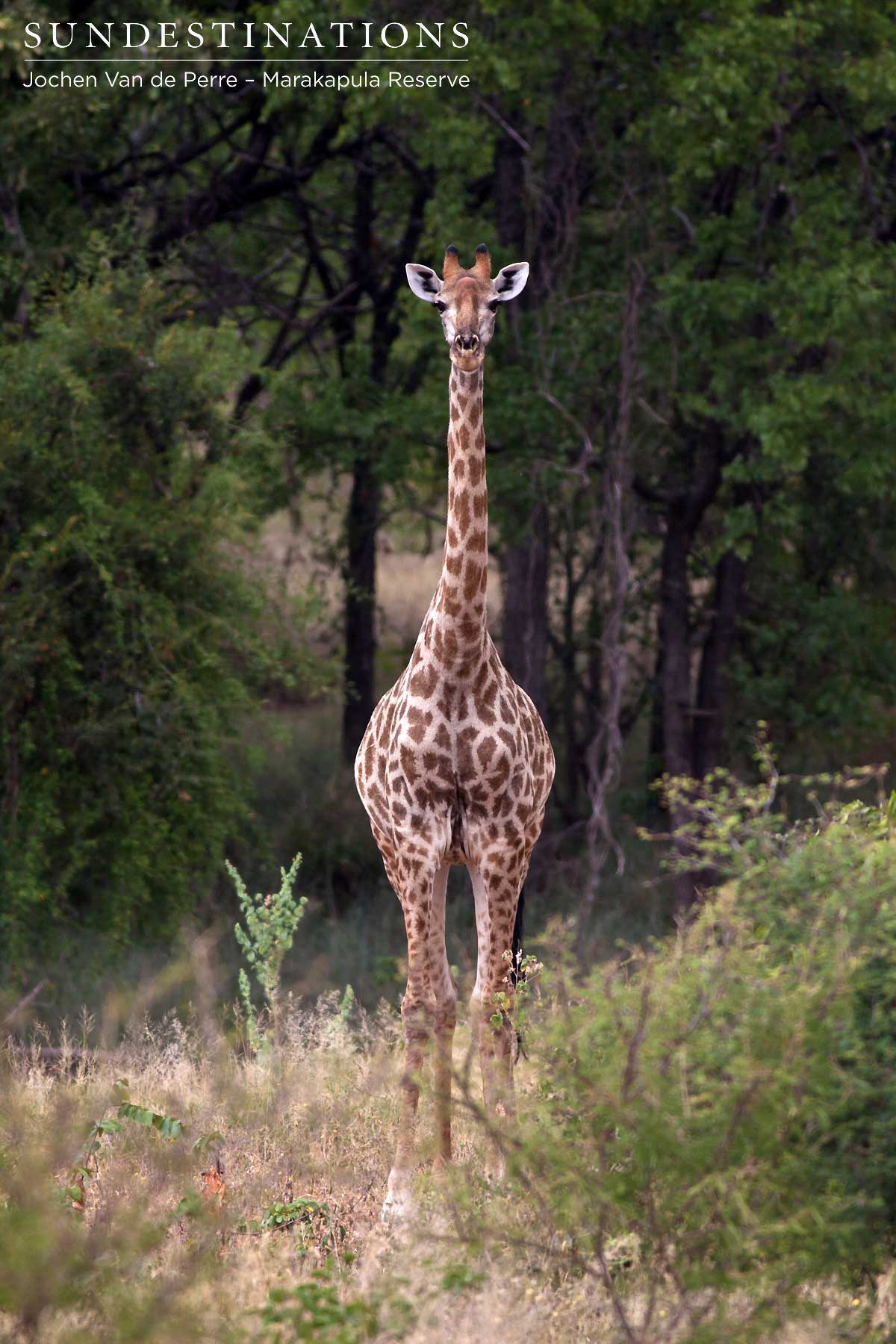Standing tall, a lone giraffe