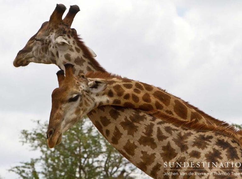 Giraffe Bulls Go Neck And Neck In A Duel