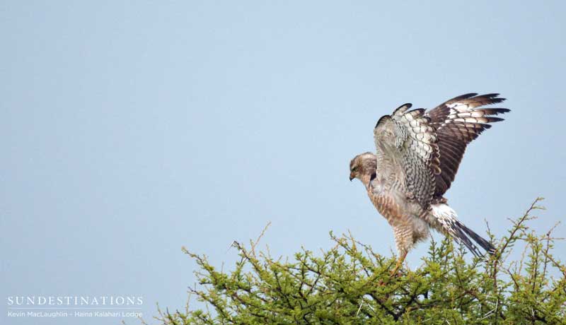 goshawk-ckgr-kevin