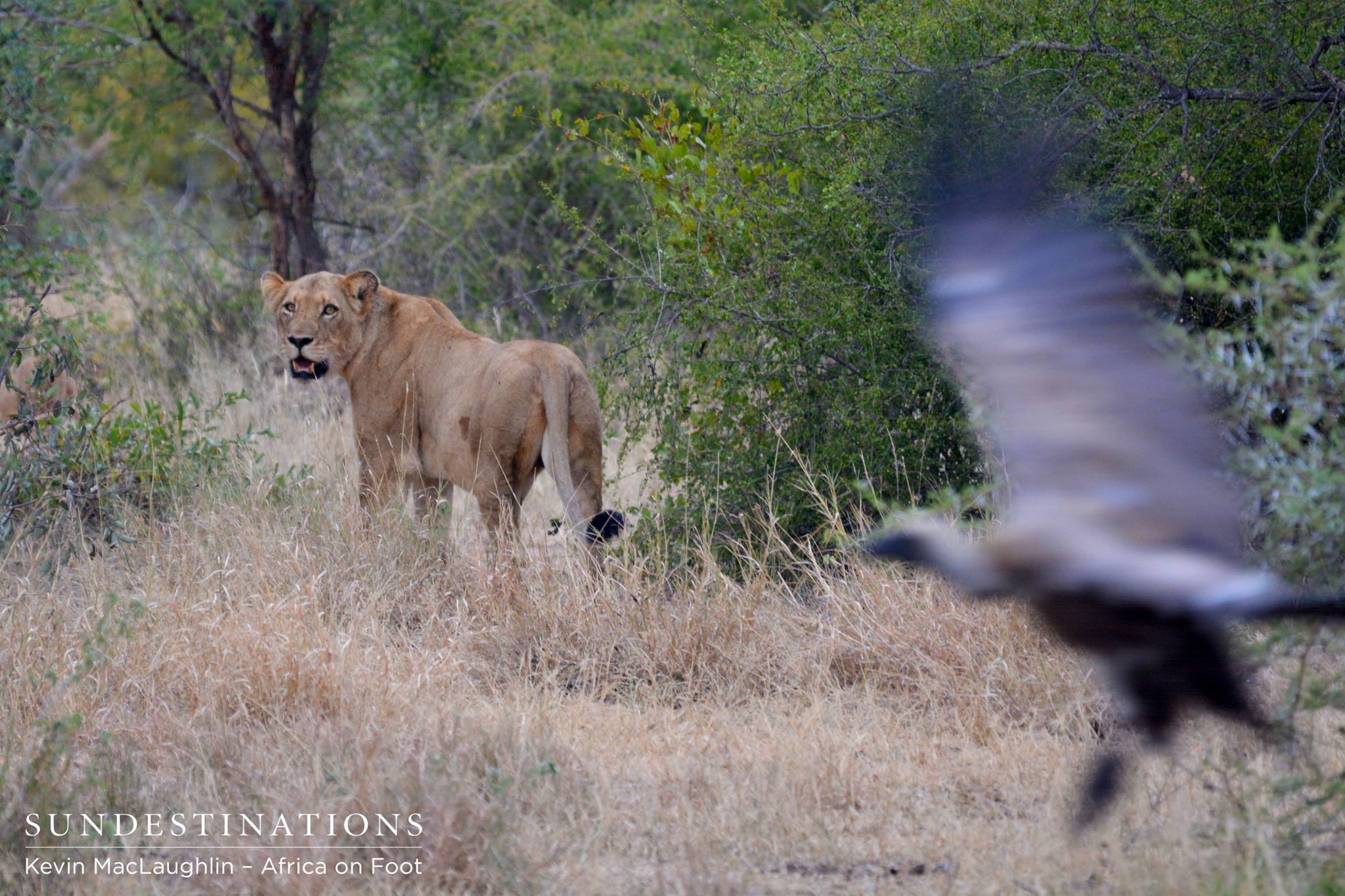 The lioness temporarily abandons her kudu kill